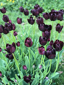 Asia massage - Asian Massage